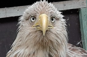 Polizeiinspektion Nienburg / Schaumburg: POL-NI: Verletzten Seeadler aufgegriffen