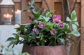 Blumenbüro: Rosige Zeiten für kalte Monate / Alpenflair im winterlichen Garten mit der Lenzrose
