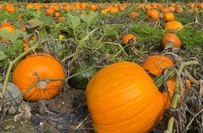Naturmuseum St. Gallen: 28. Herbsttagung im Naturmuseum «Der Boden – das Universum unter unseren Füssen»