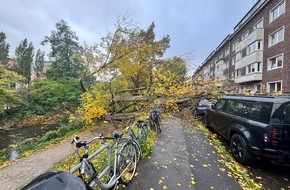 Feuerwehr Düsseldorf: FW-D: Sturmböen über Düsseldorf: 50 Meter Baum stürzte auf neun geparkte Fahrzeuge