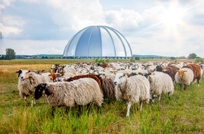 Tropical Islands Holding GmbH: 500 Schafe für die Tropen - Tropical Islands fördert die nachhaltige Landnutzung und Biodiversität