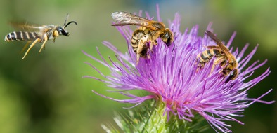 Wildbiene + Partner AG: Les abeilles sauvages: d'où viennent ces bourdonnements?