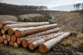 Deutsche S&auml;ge- und Holzindustrie Bundesverband e. V. (DeSH): Empfehlungen f&uuml;r Lagerung und Verwertung von Kalamit&auml;tsholz ver&ouml;ffentlicht