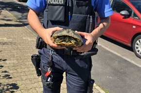 Polizeipräsidium Frankfurt am Main: POL-F: 240527 - 0554 Frankfurt - Bundesautobahn 661: In der Ruhe liegt die Kraft - Schildkröte überquert Autobahn