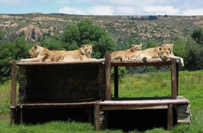 VIER PFOTEN - Stiftung für Tierschutz: QUATRE PATTES fête la réouverture du refuge pour grands félins LIONSROCK en Afrique du Sud