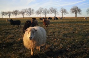 Deutsche Bundesstiftung Umwelt (DBU): Schutz f&uuml;r Schaf und Sch&auml;fer: Tierfreundliche Wolfsabwehr / DBU f&ouml;rdert Startup Pax Lupus - Vorfall in Hamburg