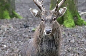 Polizeipräsidium Karlsruhe: POL-KA: Gemeinsame Pressemitteilung des Polizeipräsidiums Karlsruhe und des Karlsruher Zoos (KA) Karlsruhe - Unbekannte sorgen für Tierausbruch im Tierpark Oberwald - Polizei sucht Zeugen (FOTO)