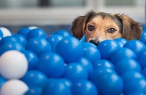 PAYBACK GmbH: Tierisch gutes Teamwork: Fressnapf und PAYBACK machen weiter gemeinsame Sache!