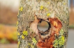 Polizeiinspektion Osnabrück: POL-OS: Bad Laer: Kuriose Sachbeschädigung an Verkehrsinselbaum - Zeugen gesucht