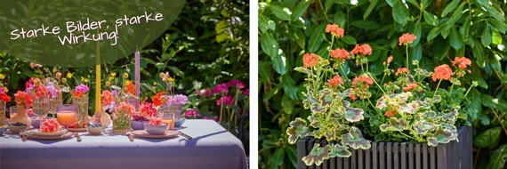 Pelargonium for Europe: Starke Bilder, starke Wirkung: Warum professionelle Geranien-Motive im Marketing unverzichtbar sind