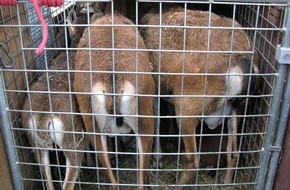 Polizeiinspektion Hameln-Pyrmont/Holzminden: POL-HM: Schutz von Tieren bei Tiertransport missachtet