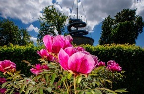 Erfurter Garten- und Ausstellungs gemeinn&uuml;tzige GmbH: Das lange Pfingstwochenende im egapark: Pfingstrosenpracht, Jubil&auml;umsh&ouml;hepunkte und Familienzeit / Gro&szlig;es Blumenbeet in der Umgestaltung macht neugierig auf den Sommerlook / Zeitreise ...