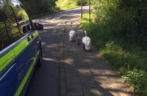 Polizeidirektion Lübeck: POL-HL: OH-Bad Schwartau   /
die Schwanenretter