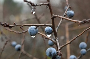 Bund für Umwelt und Naturschutz Deutschland e.V. (BUND): Ökotipp: Kirschlorbeer? Diese sieben ökologischen Alternativen gibt es