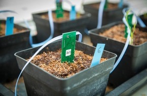 Technische Hochschule Köln: Sensorgestützte Schulexperimente zum Pflanzenwachstum
