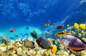 Urlaubsguru GmbH: Presse-Info:Die schönsten Tauchparadiese der Welt zum Tag der Fische