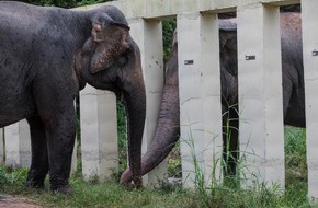 VIER PFOTEN - Stiftung für Tierschutz: Nie mehr einsam: Elefant Kaavan lebt ein Jahr nach seiner Rettung mit Artgenossen in Kambodscha