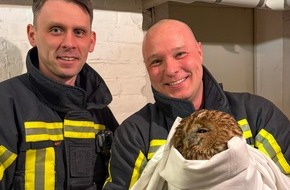 Feuerwehr Bochum: FW-BO: Gefiederter Gast im Heizungskeller - Waldkauz in Grumme befreit