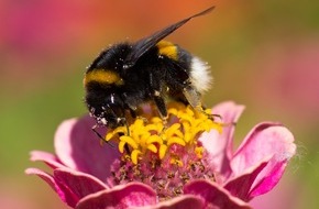 BUND: ++ Ökotipp: So werden Garten oder Balkon zum Bienen-Paradies ++