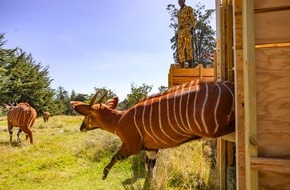 DHL Group: PM: Besondere Lieferung: DHL Express fliegt 17 vom Aussterben bedrohte Bergbongo-Antilopen von Florida zu einem Schutzgebiet in Kenia  / PR: Special delivery: DHL Express flies 17 endangered Mountain Bongo Antelopes from Florida to ...