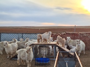 The Good Cashmere Standard® (GCS) launched its third model farm in Inner Mongolia, China.