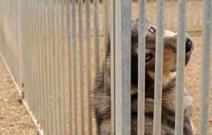 Schweizer Tierschutz STS: Corona-Lockerungen: Tierheime öffnen wieder