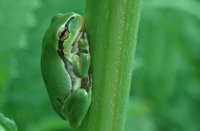 Heinz Sielmann Stiftung: Pressemitteilung / Heinz Sielmann Stiftung - Stark gefährdeter Frosch im südlichen Baden-Württemberg gefunden