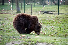Letzte serbische Zirkusbären kommen im BÄRENWALD Müritz an. VIER PFOTEN appelliert für ein Wildtierverbot für deutsche Zirkusse