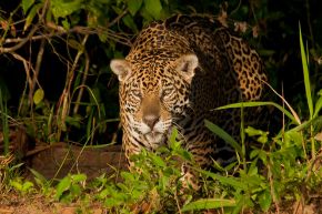 Gefahr für Jogis Jungs: Die Top 8 der wildesten Tiere Brasiliens