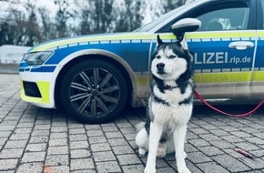 Polizeiinspektion Oppenheim: POL-PIOPP: Partner mit der kalten Schnauze sucht sein zu Hause