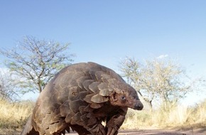 IFAW Deutschland: Welt-Schuppentier-Tag: Mahnung an eine aussterbende Art