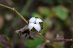 Aid by Trade Foundation Jahresbericht 2024: Stiftung baut Marktposition und Wirkung für Umweltschutz und Produzent*innen weiter aus