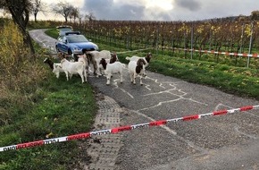 Polizeidirektion Landau: POL-PDLD: St. Martin - "Polizeikessel" in den Weinbergen