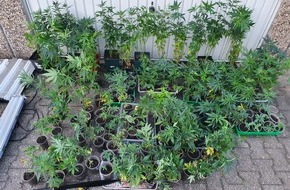 Polizei Gelsenkirchen: POL-GE: 173 Cannabispflanzen sichergestellt