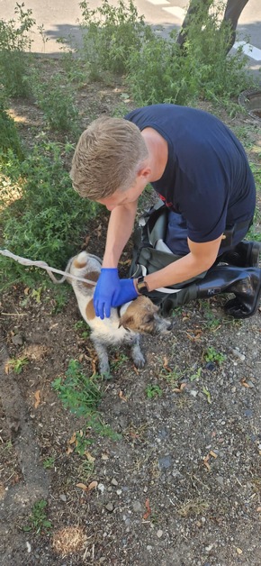 FW Dinslaken: Tag der Tierrettung und kleiner Vegetationsbrand