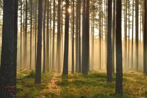 Finnlands magische Wälder – unvergessliche Erlebnisse in atemberaubender Natur