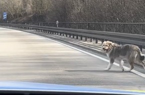 Polizeiinspektion Völklingen: POL-VK: Freilaufender Hund legt Verkehr auf der BAB 620 lahm