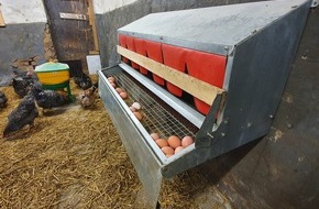 Hühnerbaron: Das Gelbe vom Ei