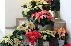 Blumenbüro: Poinsettia ist Zimmerpflanze des Monats November / Start in den Winter mit der herzerwärmenden Poinsettia (mit Bild)