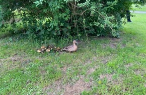 Polizeiinspektion Osnabrück: POL-OS: Osnabrück: Tierischer Einsatz- Polizei und Feuerwehr rettet Entenfamilie