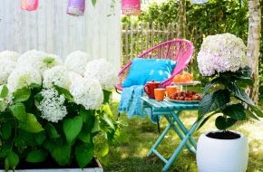 Blumenbüro: Cooler Look für den Sommergarten / Wie Schneeflocken im Sommer: Weiße Gartenhortensien
