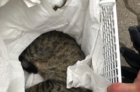 Polizeidirektion Neuwied/Rhein: POL-PDNR: Katze nach Kollision mit PKW in Neuwied verletzt - Besitzer der Katze gesucht