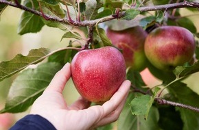 EDEKA ZENTRALE Stiftung & Co. KG: Der MagicStar unter den Äpfeln: EDEKA bietet exklusive Apfelsorte jetzt in ganz Deutschland an