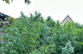 Zollfahndungsamt Dresden: ZOLL-DD: Drogen-Dealer mit grünem Daumen gefasst / Neben riesigen Cannabis-Pflanzen weitere Betäubungsmittel, große Mengen Bargeld, Tabak-Feinschnitt und eine Schnapsbrennanlage sichergestellt