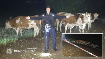 Bundespolizeidirektion München: Bundespolizeidirektion München: "Kessel"-Einsatz wegen entlaufener Rinder