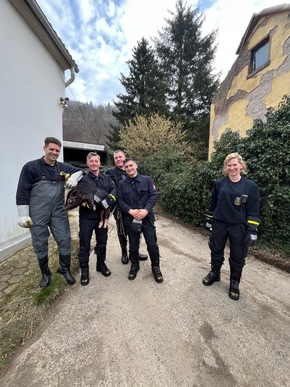 FW Hagen: Tierische Rettung, Schwein aus Notlage befreit