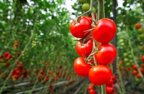 Fruit Vegetables Europe: Über die Hälfte der europäischen Bevölkerung konsumiert täglich Obst und Gemüse und schätzt Gewächshausgemüse positiv