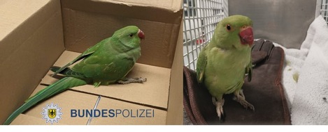 Bundespolizeidirektion Sankt Augustin: BPOL NRW: Zwei Tage, zwei verletzte Vögel: Bundespolizei im tierischen Rettungseinsatz