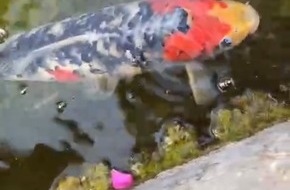 Polizeipräsidium Freiburg: POL-FR: Sasbach-Jechtingen a. K.: Koi-Karpfen aus Dorfbrunnen entwendet - Zeugen gesucht