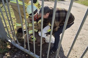 Freiwillige Feuerwehr der Stadt Goch: Feuerwehr Goch: Feuerwehr rettet Reh aus misslicher Lage